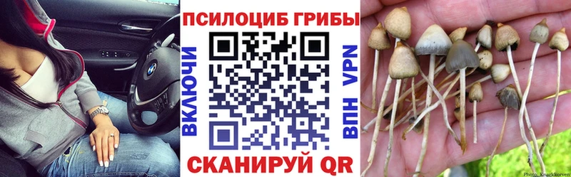 купить наркотик  Вихоревка  KRAKEN сайт  Псилоцибиновые грибы MAGIC MUSHROOMS 